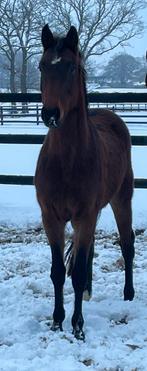 Mooie E pony paard gefokt Zinelord vdl X Cardento x wolfgang, Dieren en Toebehoren, Pony's, Merrie, Onbeleerd, Met stamboom, 3 tot 6 jaar