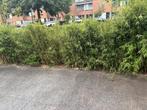 Bamboe Plant voor Tuin of Balkon, Ophalen, Bamboe, Struik, 100 tot 250 cm