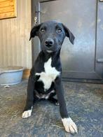 EEN LIEF MAATJE?  REUTJE OF TEEFJE LEES ADVERTENTIE, Dieren en Toebehoren, Honden | Niet-rashonden, Particulier, Rabiës (hondsdolheid)