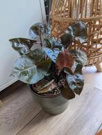 Syngonium roze, Huis en Inrichting, Kamerplanten, Ophalen of Verzenden, Overige soorten, Minder dan 100 cm