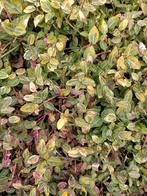 Kardinaalsmuts - Laagblijvende struik, Ophalen, Bloeit niet, Vaste plant, Bodembedekkers