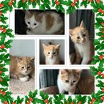 Leuke rode kittens, Dieren en Toebehoren, Katten en Kittens | Overige Katten, Meerdere dieren