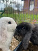 Jonge konijntjes, Dieren en Toebehoren, Konijnen, Meerdere dieren, Dwerg, Hangoor