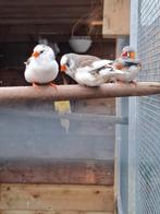 Zebravinken bont, Dieren en Toebehoren, Vogels | Overige Vogels, Meerdere dieren