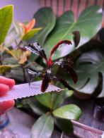 Bucephalandra sp. Catherinae ‘Dark Green’, Ophalen of Verzenden, Nieuw, Plant(en), Steen of Hout