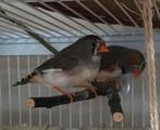 Koppel zebravinkjes pop en man wel verwant, Dieren en Toebehoren, Vogels | Overige Vogels, Meerdere dieren, Tropenvogel