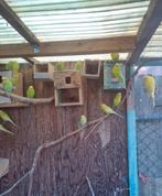 Grasparkiet, Mannelijk, Parkiet