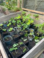 Aardbeien stekjes, Ophalen