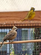 Groene Kardinaal, Dieren en Toebehoren, Vogels | Overige Vogels, Mannelijk, Tropenvogel