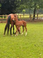 super mooi merrieveulen van Omar Sharif x Ferdeaux, Merrie, Dressuurpaard, 0 tot 2 jaar