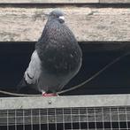 Goudse kroppers ((uniek ras), Dieren en Toebehoren, Vogels | Duiven, Meerdere dieren