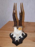 ree gewei weegt 300 gram, Ophalen of Verzenden, Zo goed als nieuw, Hert, Gewei of Kop