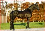 Nu of nooit een bloedmooie LT Inter1 Elite fokmerrie, Dieren en Toebehoren, Paarden, Merrie, ZZ, Gechipt, Dressuurpaard