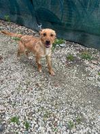 Fabio verblijft op Cyprus, Dieren en Toebehoren, Honden | Niet-rashonden, 1 tot 2 jaar, Buitenland, Parvo, Eén hond