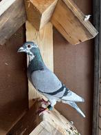 Perfecte bloedlijn!, Dieren en Toebehoren, Vogels | Duiven, Vrouwelijk, Postduif