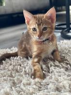 Mooi getekende aanhankelijke kittens Savannah xCheetoh, Meerdere dieren, Gechipt, 0 tot 2 jaar