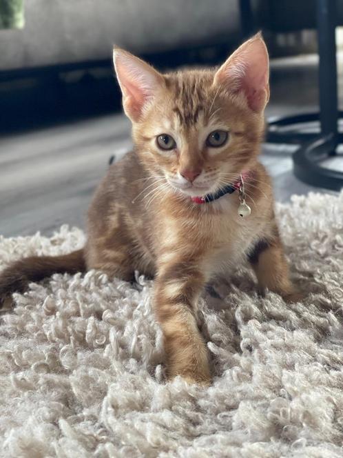 Mooi getekende aanhankelijke kittens Savannah xCheetoh, Dieren en Toebehoren, Katten en Kittens | Raskatten | Korthaar, Meerdere dieren