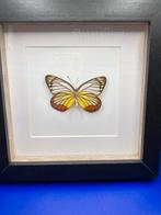 vlinder Delias Hyparete, Ophalen of Verzenden, Nieuw, Insect, Opgezet dier