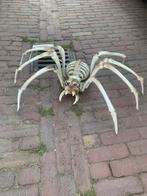 Halloween skelet spin, Ophalen of Verzenden, Nieuw, Feestartikel, Halloween of Griezel