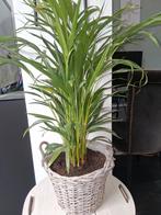 2 leuke palmen inclusief mand, Huis en Inrichting, Kamerplanten, Ophalen, Overige soorten, Minder dan 100 cm