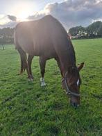 Quarter horse stamboek 9 jaar, Dieren en Toebehoren, Ophalen of Verzenden, Nieuw