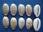 Schelpen: Cypraea pallidula Gaskoin gem 18-21mm, Verzenden, Schelp(en)