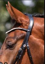 Gezocht. Hoofdstel maat COB, Dieren en Toebehoren, Paarden en Pony's | Hoofdstellen en Tuigage, Ophalen of Verzenden, Zo goed als nieuw