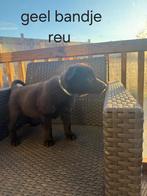 Mama mechelse x Hollandse herder. Papa oud duitse herder, 8 tot 15 weken, Meerdere, Meerdere dieren, Herder