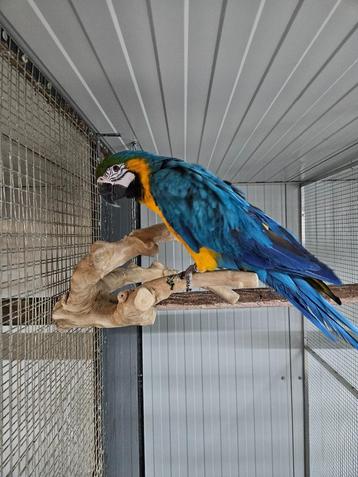 Te koop Blauw gele ara koppel beschikbaar voor biedingen