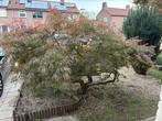 Te koop japanse esdoorn / Acer, Tuin en Terras, Planten | Bomen, Ophalen, Bloeit niet, Halfschaduw, Overige soorten