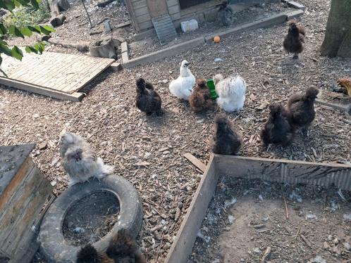 Usa zijdehoen hen kuikens, Dieren en Toebehoren, Pluimvee, Kip, Vrouwelijk