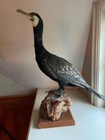 Opgezette aalscholver, Verzamelen, Dierenverzamelingen, Ophalen, Zo goed als nieuw, Vogel, Opgezet dier