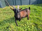 Dweggeit bok  dekbok, Dieren en Toebehoren, Schapen, Geiten en Varkens, Mannelijk, Geit