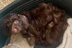 2 choc tan kaninchen teckel reutjes, Dieren en Toebehoren, Honden | Teckels en Dashonden, Kaninchen, Particulier, Rabiës (hondsdolheid)