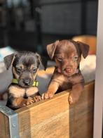 Jack russell puppy’s, Dieren en Toebehoren, Honden | Jack Russells en Terriërs, Jack Russell Terriër, Reu, CDV (hondenziekte)