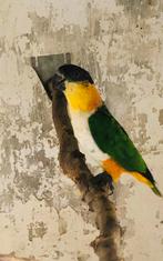 Zwartkop caique, Dieren en Toebehoren, Vogels | Parkieten en Papegaaien, Mannelijk, Papegaai