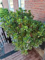 "Geldboom", Ophalen of Verzenden