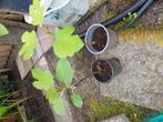Gewortelde vijgenboom stek, Ophalen of Verzenden, Minder dan 100 cm, Vijgenboom, Lente