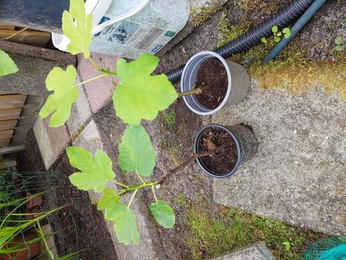 Gewortelde vijgenboom stek, Tuin en Terras, Planten | Fruitbomen, Vijgenboom, Minder dan 100 cm, Lente, Ophalen of Verzenden