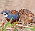 Chinese Dwergkwartels 2025, Meerdere dieren, Geringd