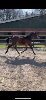 Te koop: Bruine jaarling hengst springgefokt, Dieren en Toebehoren, Springpaard, Minder dan 160 cm, Niet van toepassing, 0 tot 2 jaar