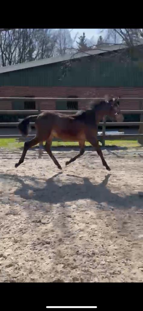 Te koop: Bruine jaarling hengst springgefokt, Dieren en Toebehoren, Paarden, Hengst, Niet van toepassing, Minder dan 160 cm, 0 tot 2 jaar