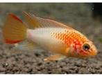 Apistogramma Viejita Gold Red mask per paar - Koidreams, Zoetwatervis, Vis