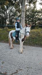 Mega brave tinker ; Little Elvis, Dieren en Toebehoren, Ruin, Zadelmak, 3 tot 6 jaar, Gechipt