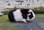 Cavia,  US teddy beer, Dieren en Toebehoren, Knaagdieren, Mannelijk, Tam, Maart, Cavia