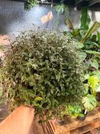 Tradescantia Quadricolor Hangplant - Groot!, Huis en Inrichting, Kamerplanten, Ophalen of Verzenden