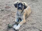 Jonge dame Luna, een prachtig lief en vrolijk hondje (in NL), Particulier, Rabiës (hondsdolheid), 15 weken tot 1 jaar, Buitenland