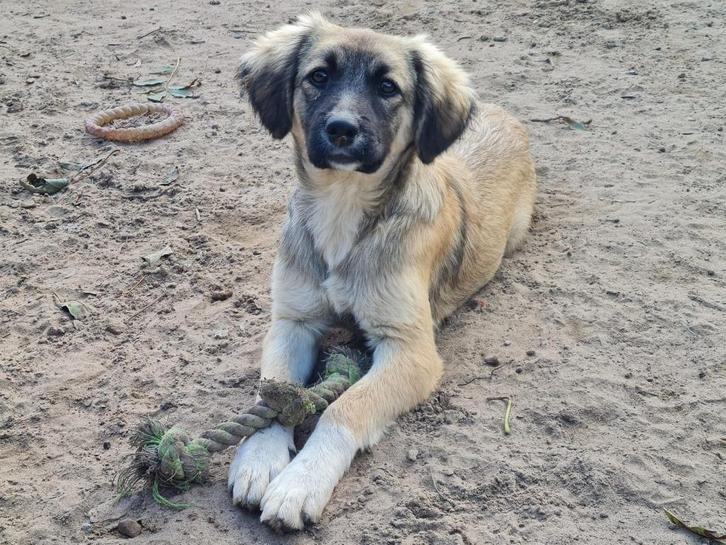 Jonge dame Luna, een prachtig lief en vrolijk hondje (in NL), Dieren en Toebehoren, Honden | Niet-rashonden, Middel, Teef, Particulier