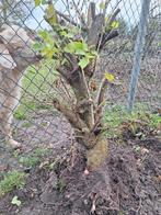 Zwarte bes struik te koop, Tuin en Terras, Ophalen of Verzenden, Minder dan 100 cm, Overige soorten, Lente