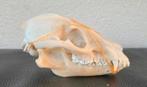 4x schedels Wasbeerhond taxidermie - skelet, geraamte, skull, Verzamelen, Ophalen of Verzenden, Wild dier, Schedel